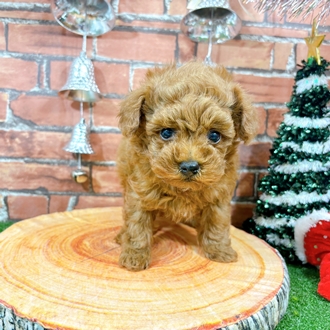 神奈川県のトイプードル(トイ) (犬の家＆猫の里小田原店/2025年10月28日生まれ/男の子/レッド)の子犬の1枚目の画像