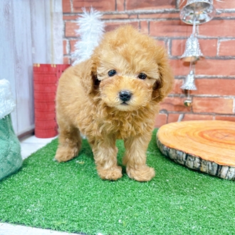 神奈川県のトイプードル(タイニー) (犬の家＆猫の里小田原店/2025年10月23日生まれ/男の子/アプリコット)の子犬の4枚目の画像