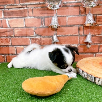 神奈川県のチワワ(ロング) (犬の家＆猫の里小田原店/2025年11月1日生まれ/女の子/ホワイトブラックタン)の子犬の4枚目の画像