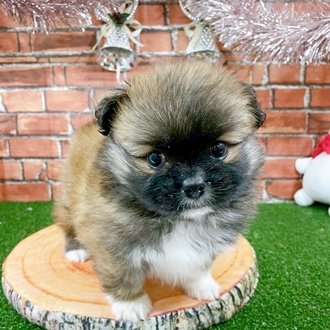 神奈川県のペキポメ/ポメペキ(ペキニーズ×ポメラニアン) (犬の家＆猫の里小田原店/2025年11月2日生まれ/男の子/フォーン)の子犬の1枚目の画像