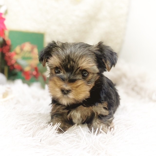 静岡県のヨークシャーテリア (犬の家＆猫の里藤枝店/2025年10月20日生まれ/女の子/スチールブルータン)の子犬の4枚目の画像