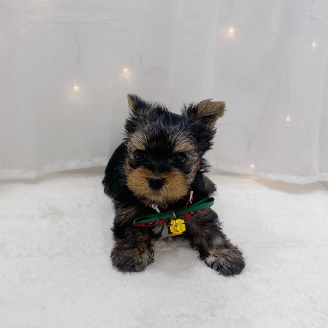 千葉県のヨークシャーテリア (犬の家＆猫の里BIGHOPガーデンモール印西店/2025年10月20日生まれ/男の子/スチールブルータン)の子犬の4枚目の画像