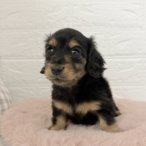 愛知県のカニンヘンダックスフンド(ロング) (犬の家＆猫の里豊川インター店/2025年10月21日生まれ/女の子/ブラックタン)の子犬の4枚目の画像