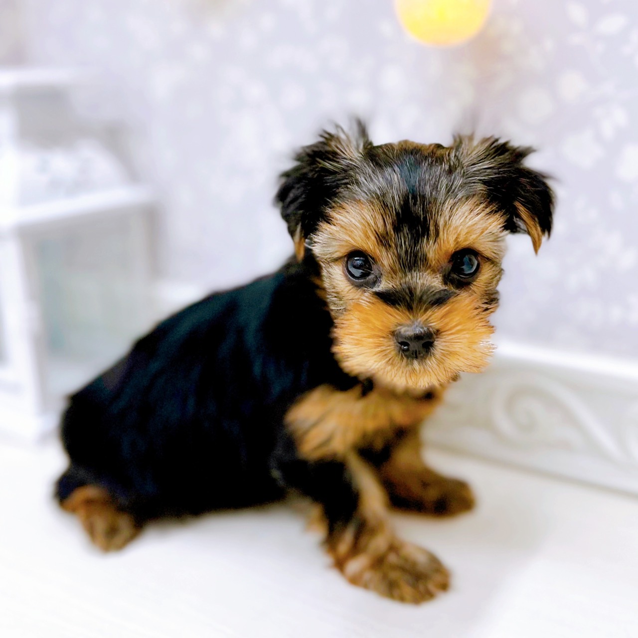 富山県のヨークシャーテリア (犬の家＆猫の里アミーゴ山室店/2025年10月20日生まれ/女の子/スチールブルータン)の子犬の4枚目の画像