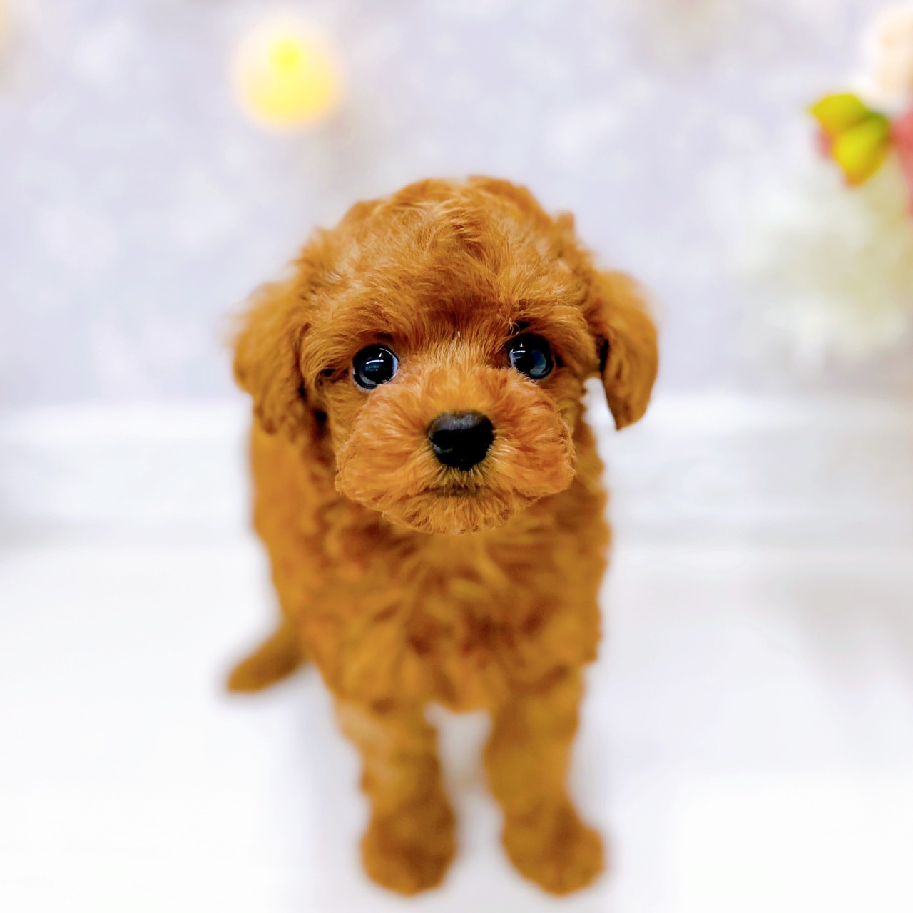 富山県のトイプードル(タイニー) (犬の家＆猫の里アミーゴ山室店/2025年10月19日生まれ/男の子/レッド)の子犬の4枚目の画像