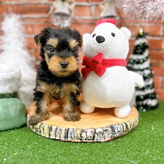 神奈川県のヨークシャーテリア (犬の家＆猫の里小田原店/2025年10月18日生まれ/男の子/スチールブルータン)の子犬の4枚目の画像