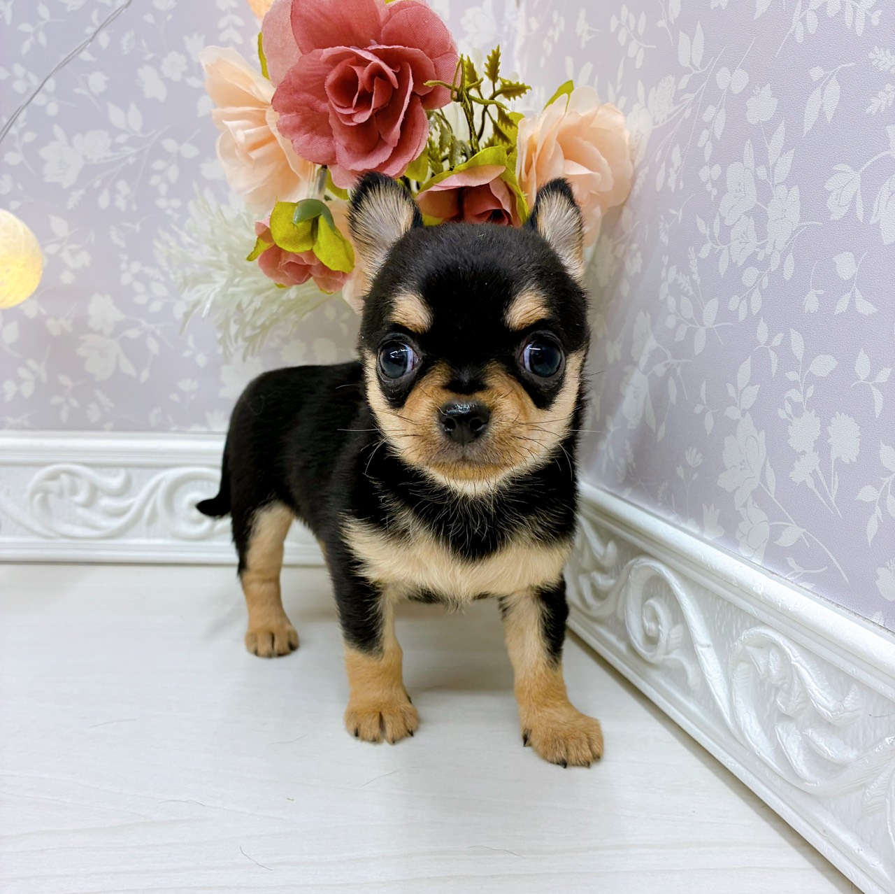 富山県のチワワ(スムース) (犬の家＆猫の里アミーゴ山室店/2025年10月19日生まれ/女の子/ブラックタン)の子犬の4枚目の画像