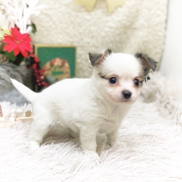 静岡県のチワワ(ロング) (犬の家＆猫の里藤枝店/2025年10月18日生まれ/女の子/レッドホワイト)の子犬の4枚目の画像