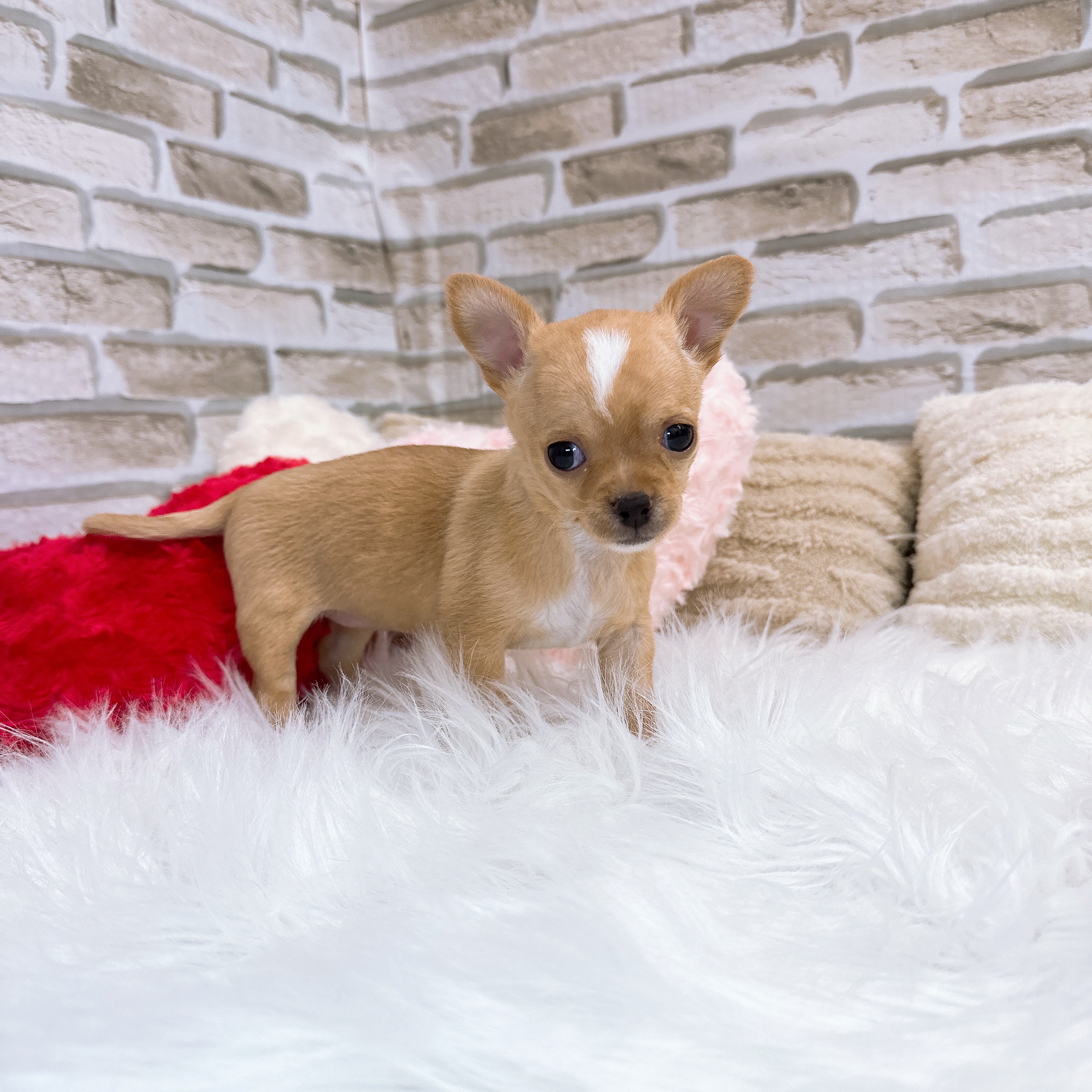 神奈川県のチワワ(スムース) (犬の家＆猫の里モザイクモール港北店/2025年10月19日生まれ/女の子/クリームホワイト)の子犬の4枚目の画像