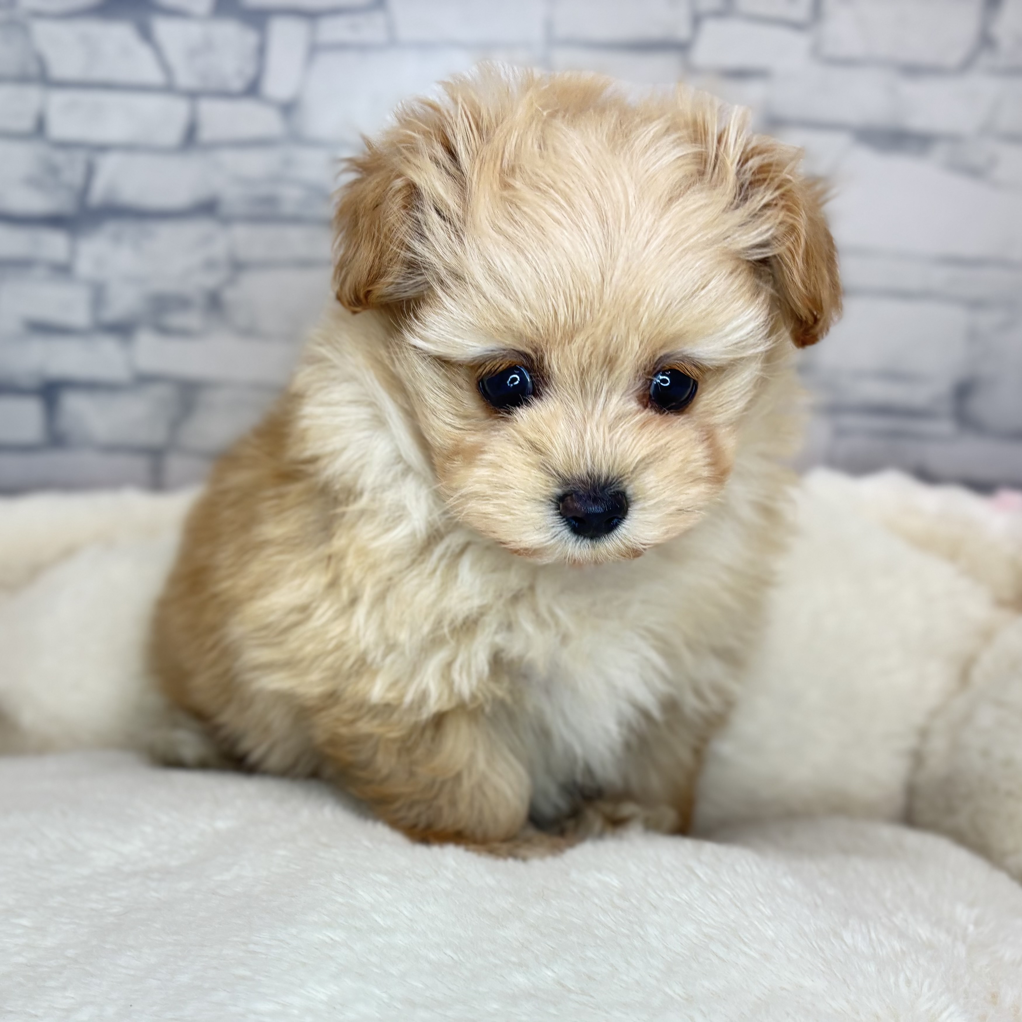 長野県のポメプー(ポメラニアン×プードル) (犬の家＆猫の里長野店/2025年10月19日生まれ/女の子/アプリコット)の子犬の4枚目の画像