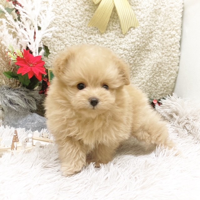 静岡県のポメプー(ポメラニアン×プードル) (犬の家＆猫の里藤枝店/2025年10月19日生まれ/女の子/アプリコット)の子犬の4枚目の画像