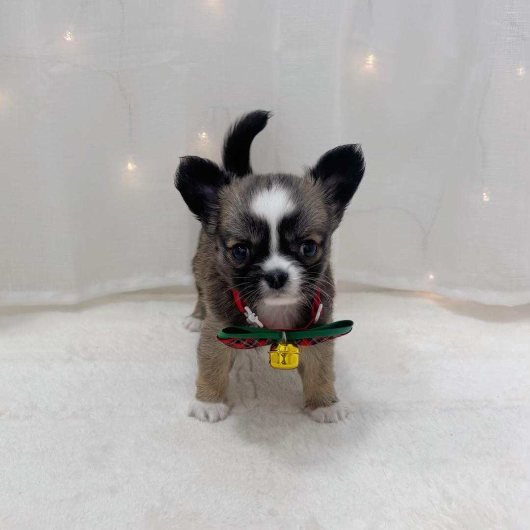 千葉県のチワワ(ロング) (犬の家＆猫の里BIGHOPガーデンモール印西店/2025年10月20日生まれ/男の子/フォーンホワイト)の子犬の4枚目の画像