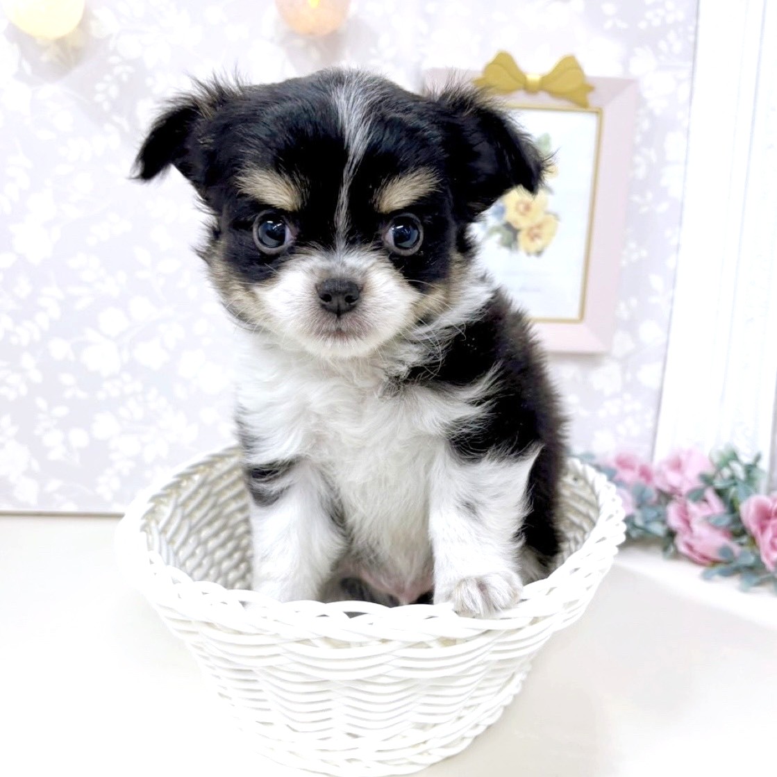 富山県のチワワ(ロング) (犬の家＆猫の里アミーゴ高岡蓮花寺店/2025年10月20日生まれ/男の子/ブラックタンホワイト)の子犬の4枚目の画像