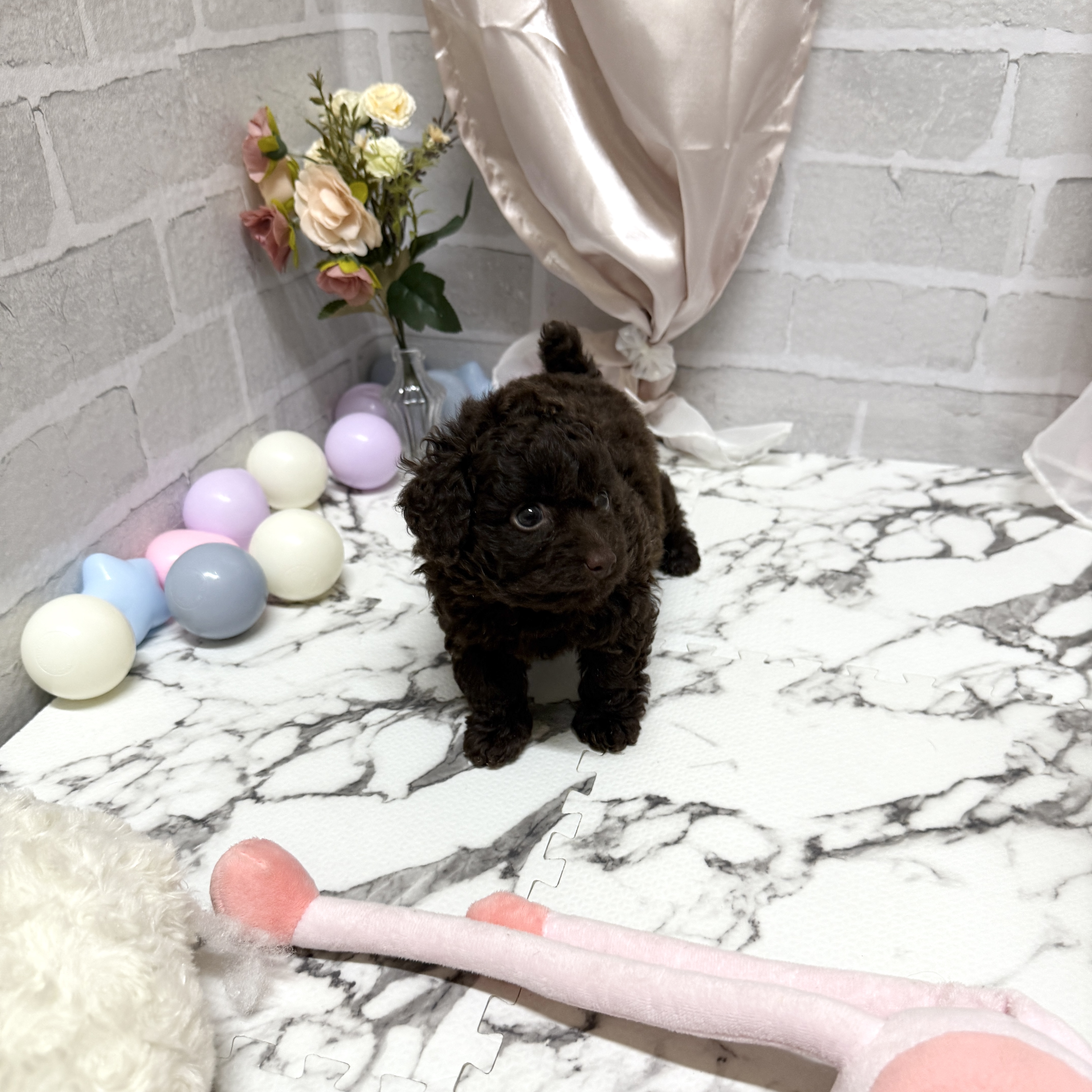 愛知県のトイプードル(トイ) (犬の家＆猫の里岡崎店/2025年10月21日生まれ/女の子/ブラウン)の子犬の4枚目の画像