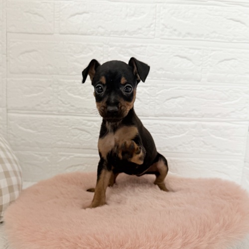 愛知県のミニチュアピンシャー (犬の家＆猫の里豊川インター店/2025年10月20日生まれ/女の子/ブラックタン)の子犬の4枚目の画像