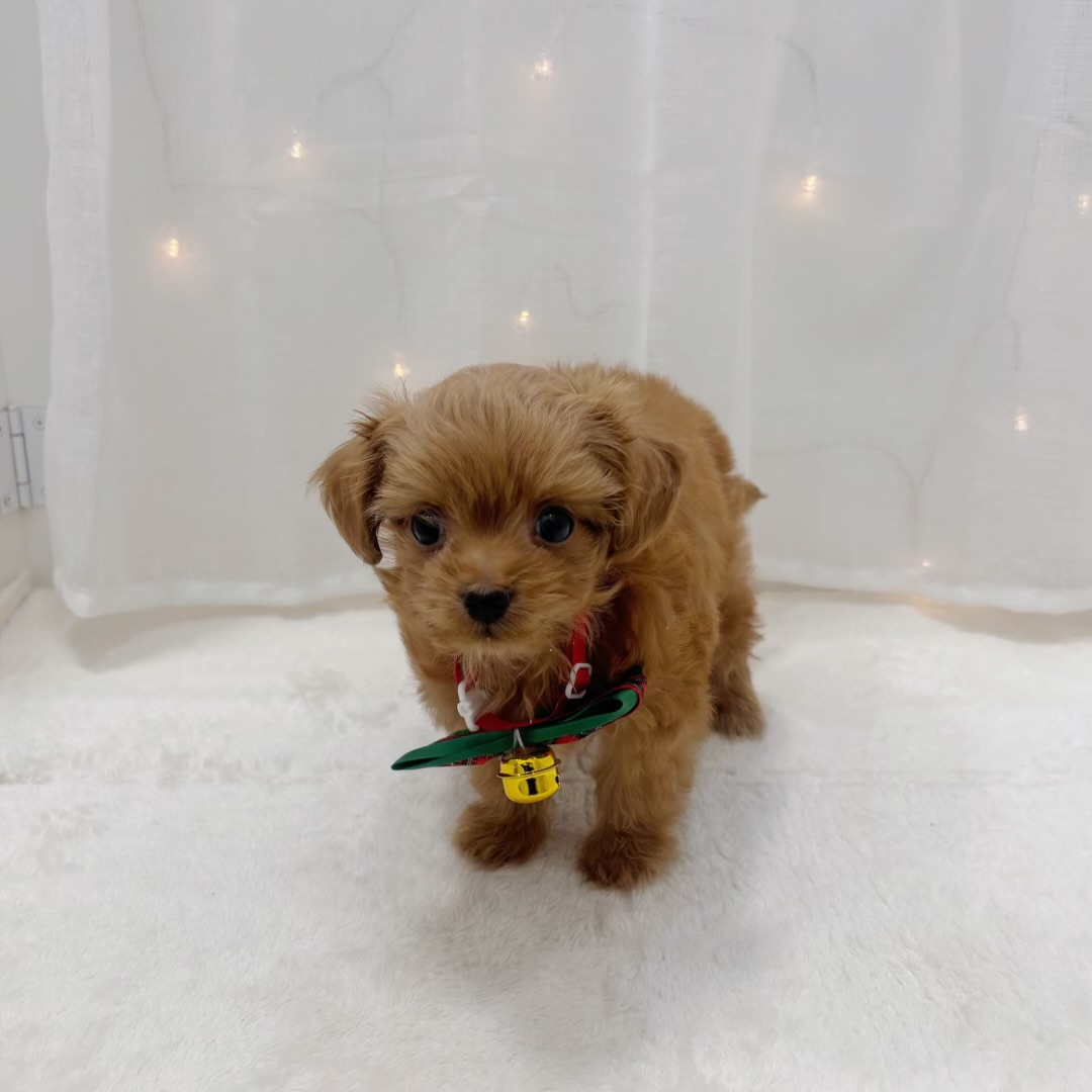 千葉県のチワプー/プーチー(チワワ×プードル) (犬の家＆猫の里BIGHOPガーデンモール印西店/2025年10月21日生まれ/女の子/レッド)の子犬の4枚目の画像