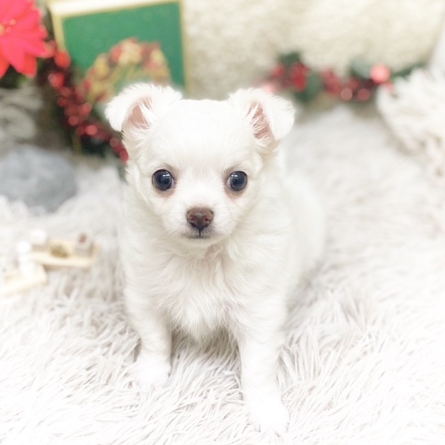 静岡県のチワワ(ロング) (犬の家＆猫の里藤枝店/2025年10月21日生まれ/男の子/ホワイト)の子犬の4枚目の画像