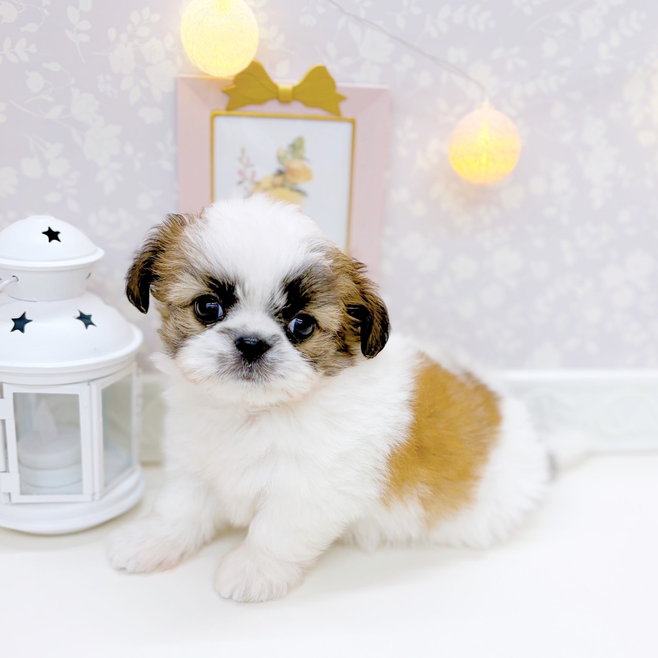 富山県のチワズー/チワシーズ(チワワ×シーズー) (犬の家＆猫の里富山店/2025年10月20日生まれ/男の子/ホワイトブラウン)の子犬の4枚目の画像