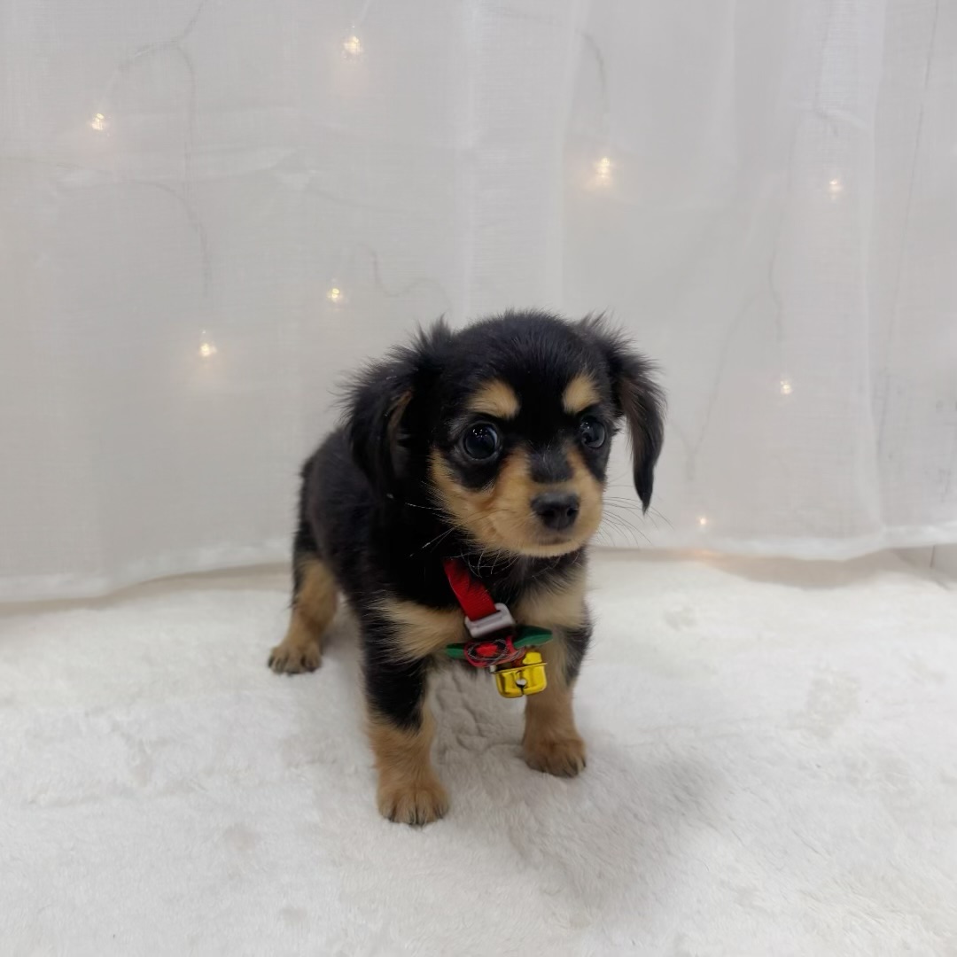 千葉県のチワックス(チワワ×ダックス) (犬の家＆猫の里BIGHOPガーデンモール印西店/2025年10月20日生まれ/女の子/ブラックタン)の子犬の4枚目の画像