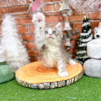 神奈川県のミヌエット (犬の家＆猫の里小田原店/2025年10月20日生まれ/男の子/シルバータビーホワイト)の子猫の4枚目の画像