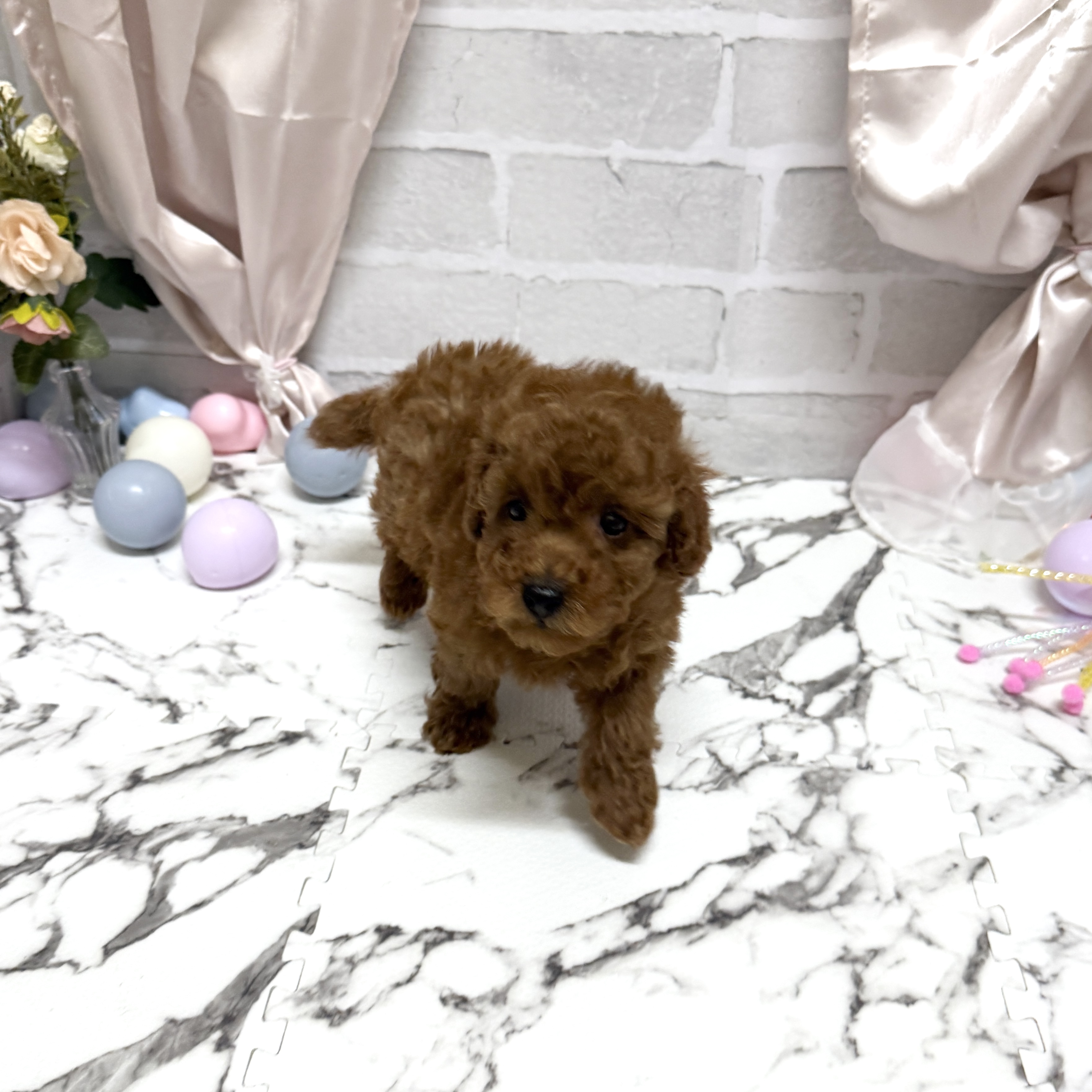 愛知県のトイプードル(トイ) (犬の家＆猫の里岡崎店/2025年10月20日生まれ/男の子/レッド)の子犬の4枚目の画像