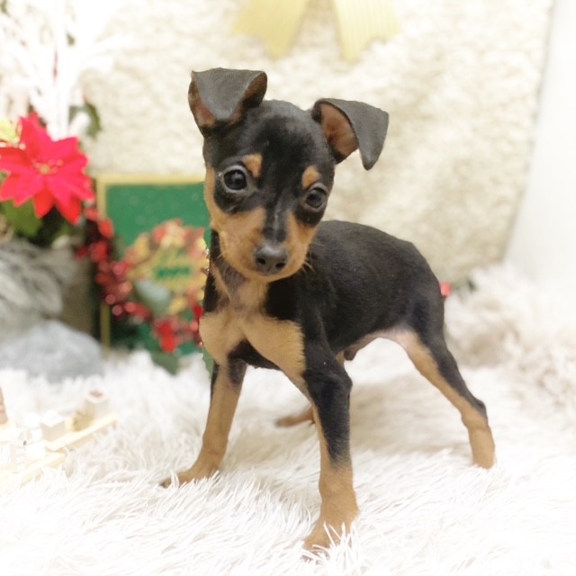 静岡県のミニチュアピンシャー (犬の家＆猫の里藤枝店/2025年10月19日生まれ/男の子/ブラックタン)の子犬の4枚目の画像