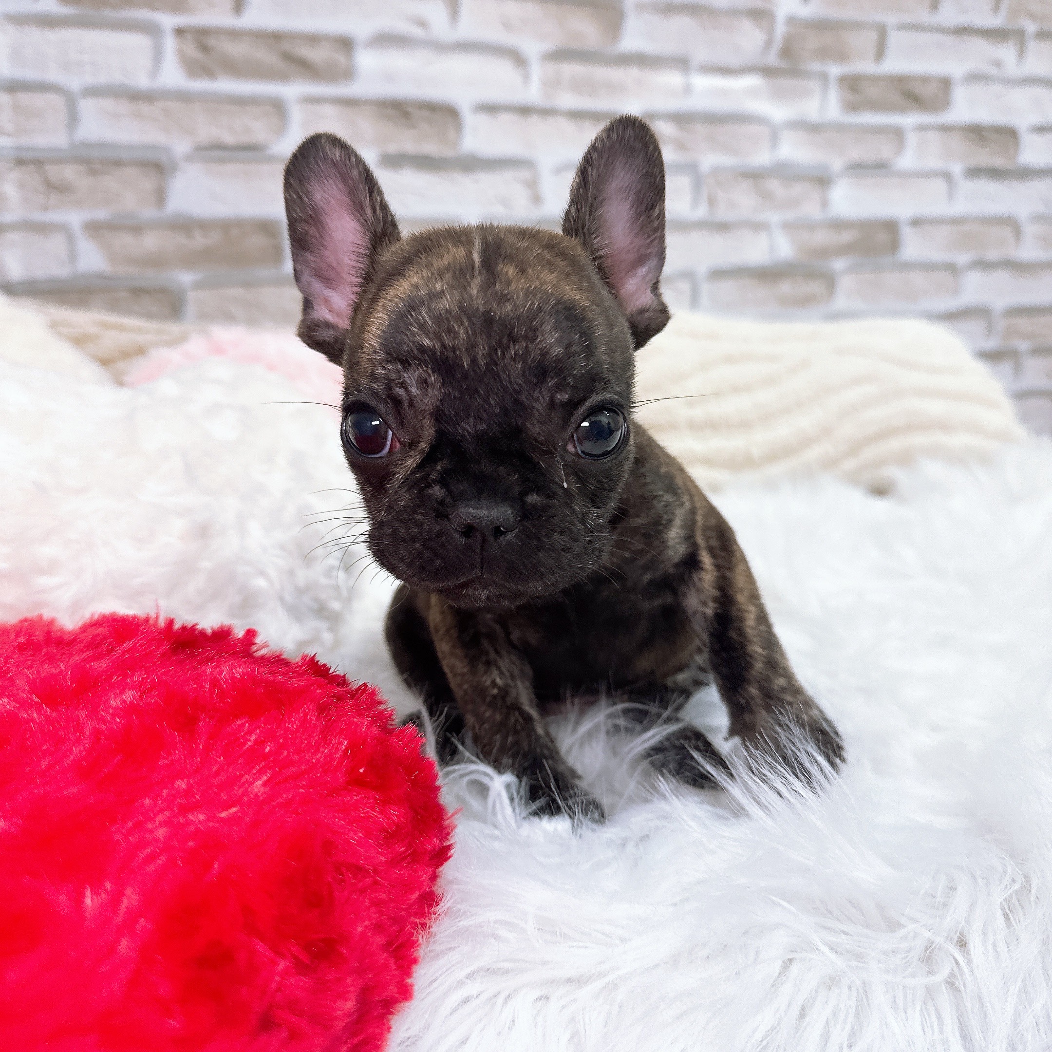 神奈川県のフレンチブルドッグ (犬の家＆猫の里モザイクモール港北店/2025年10月16日生まれ/男の子/ブリンドル)の子犬の4枚目の画像