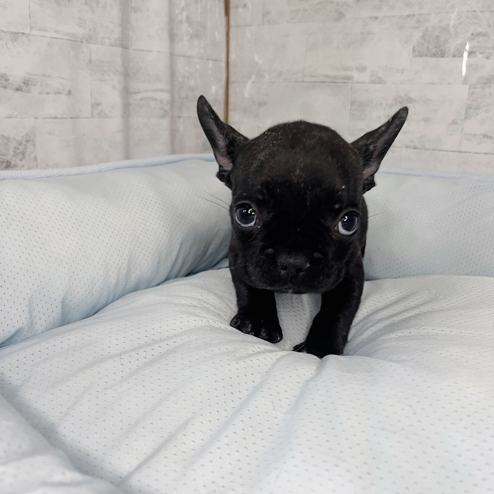 長野県のフレンチブルドッグ (犬の家＆猫の里塩尻店/2025年10月16日生まれ/女の子/ブリンドル)の子犬の4枚目の画像