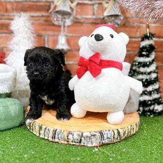 神奈川県のチワプー/プーチー(チワワ×プードル) (犬の家＆猫の里小田原店/2025年10月21日生まれ/男の子/ブラック)の子犬の4枚目の画像