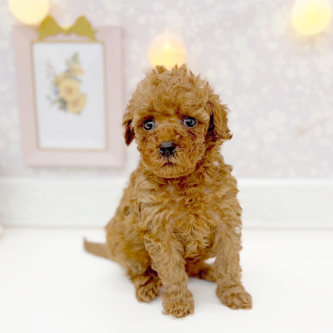 富山県のトイプードル(トイ) (犬の家＆猫の里富山店/2025年10月19日生まれ/女の子/レッド)の子犬の4枚目の画像