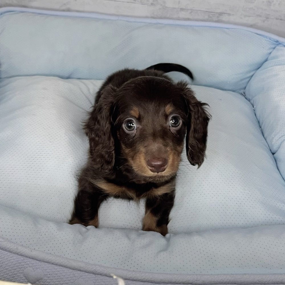 長野県のカニンヘンダックスフンド(ロング) (犬の家＆猫の里塩尻店/2025年10月18日生まれ/男の子/チョコレートタン)の子犬の4枚目の画像