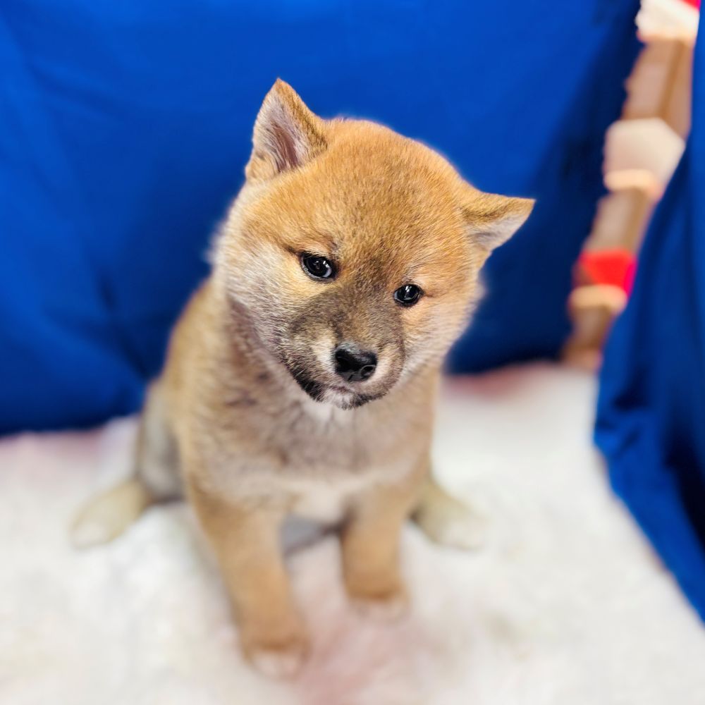 愛知県の柴犬(標準サイズ) (犬の家＆猫の里愛知刈谷店/2025年10月21日生まれ/男の子/赤)の子犬の4枚目の画像