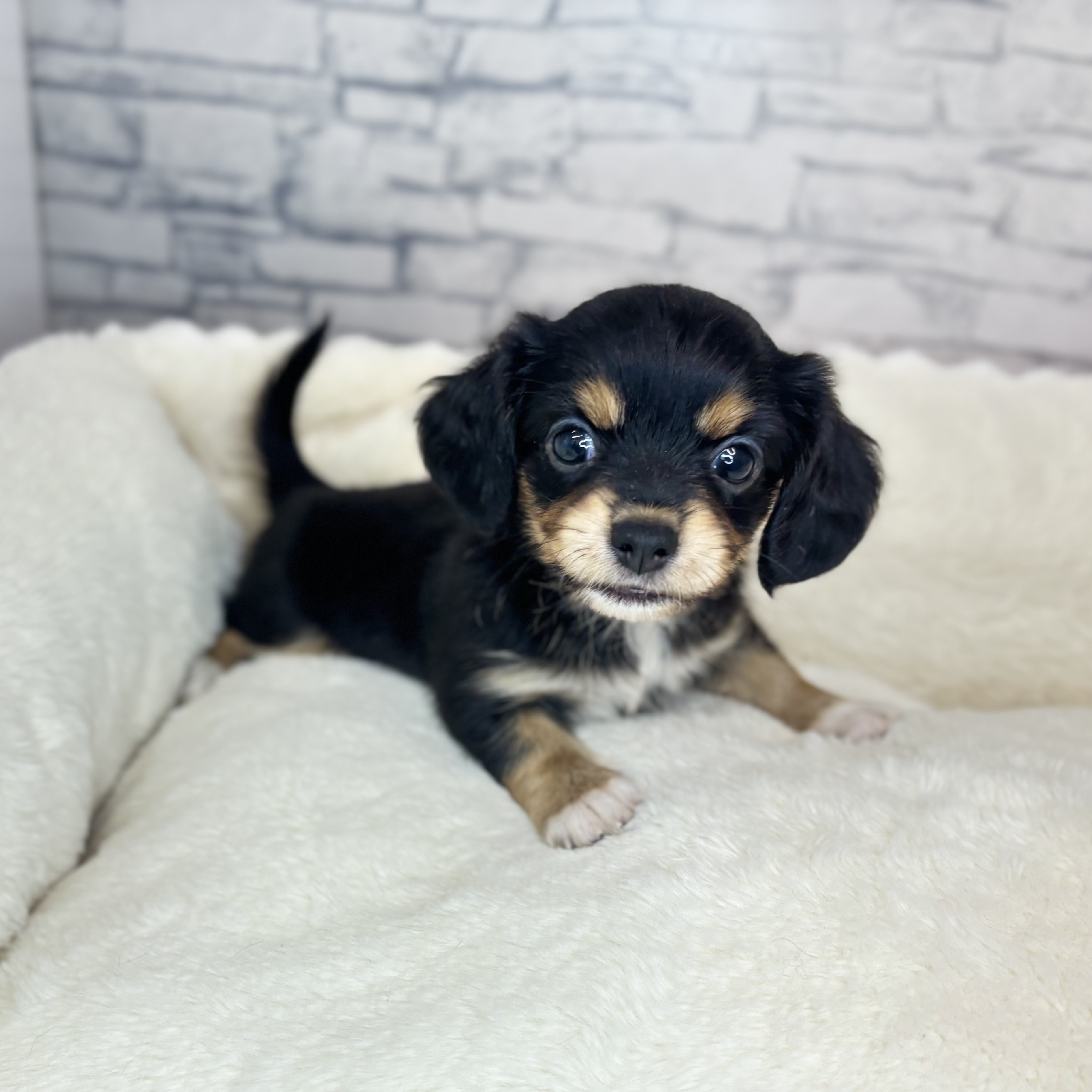 ハーフ犬女の子の写真