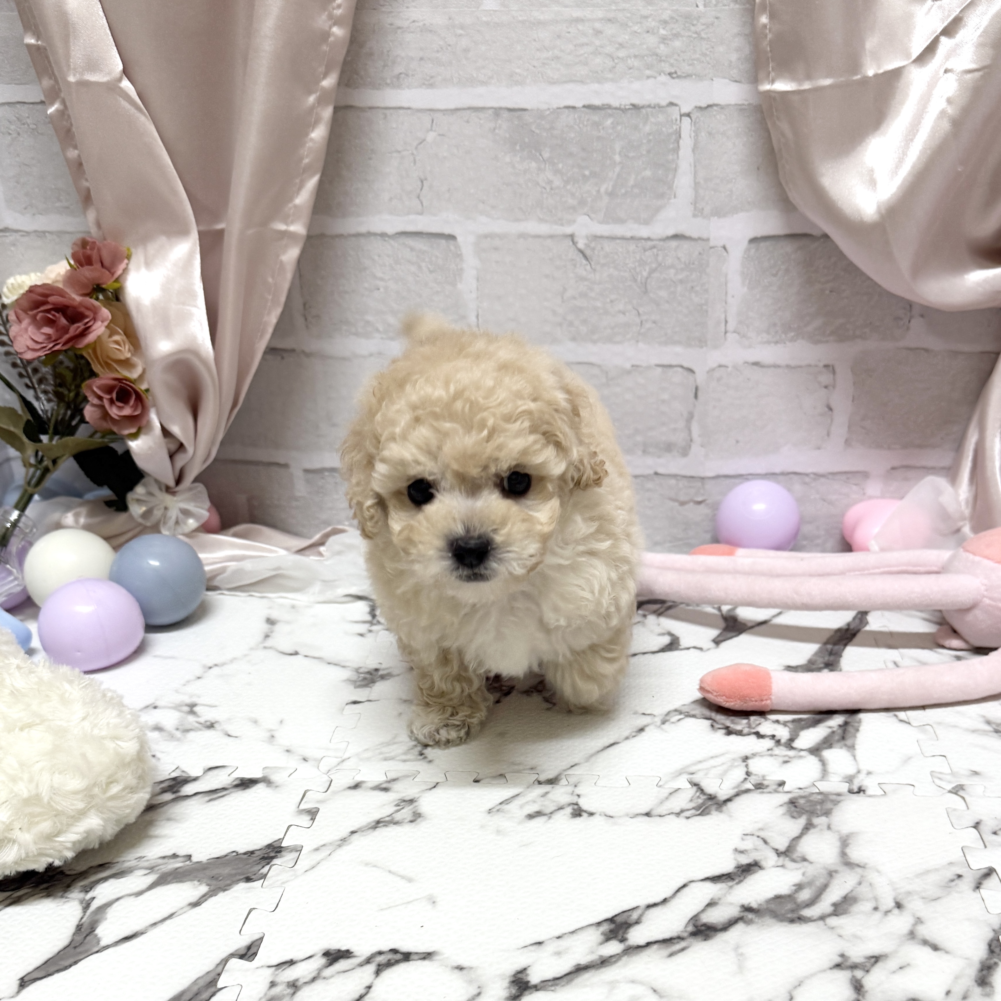 愛知県のビションプー(ビションフリーゼ×プードル) (犬の家＆猫の里岡崎店/2025年10月20日生まれ/男の子/クリーム)の子犬の4枚目の画像