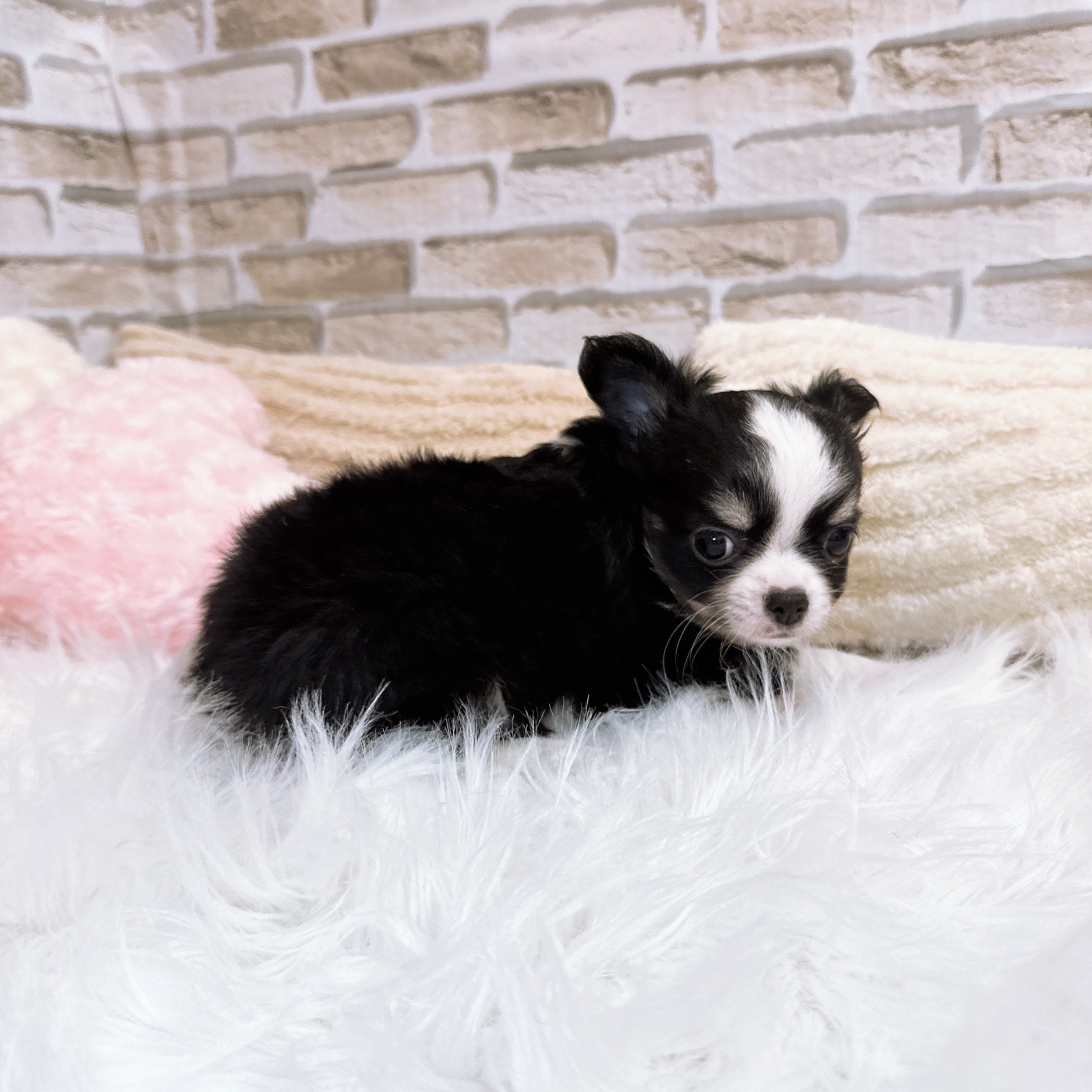 神奈川県のチワワ(ロング) (犬の家＆猫の里モザイクモール港北店/2025年10月18日生まれ/男の子/ブラックタンホワイト)の子犬の4枚目の画像