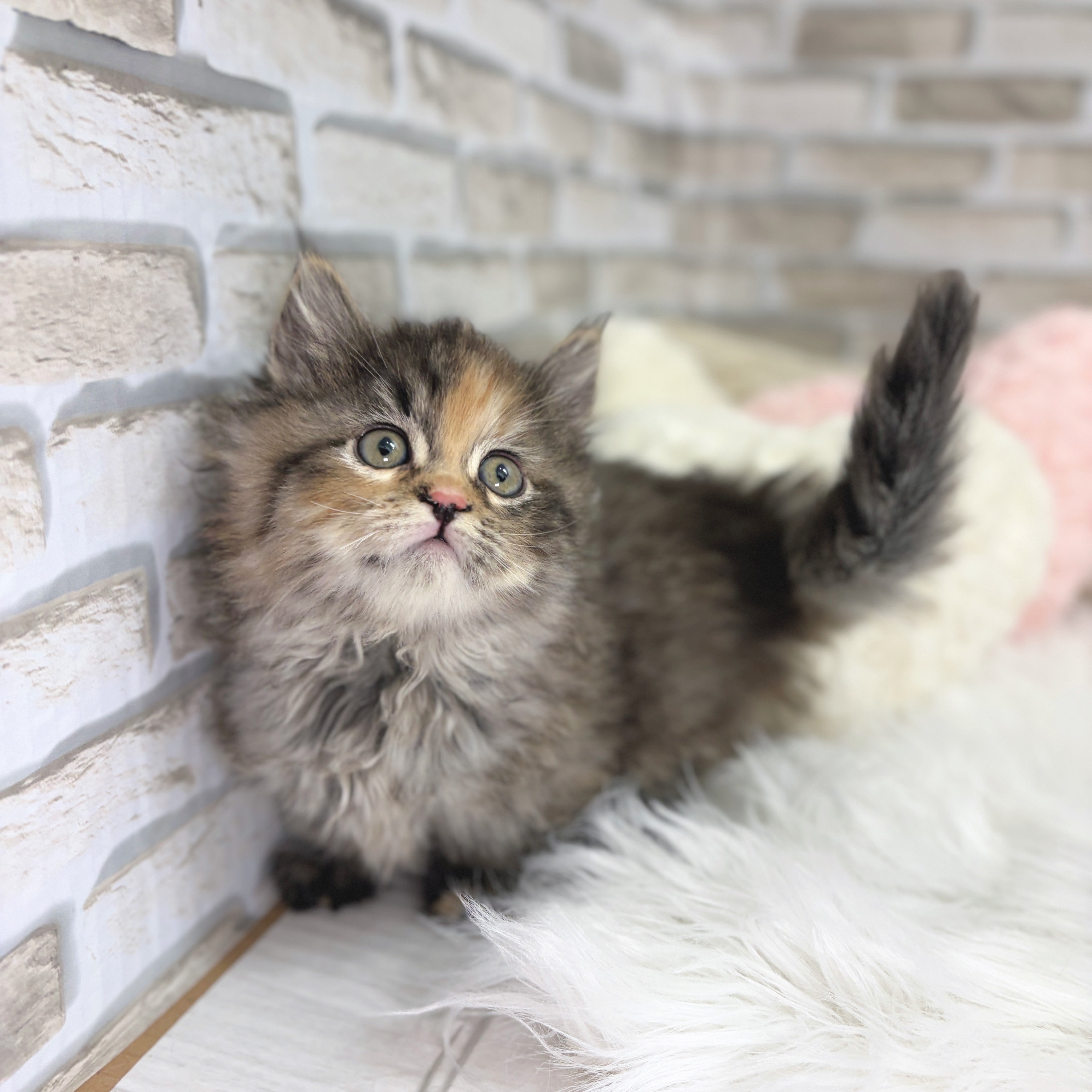 神奈川県のマンチカン (犬の家＆猫の里モザイクモール港北店/2025年10月19日生まれ/女の子/ブラウンパッチドタビー)の子猫の4枚目の画像