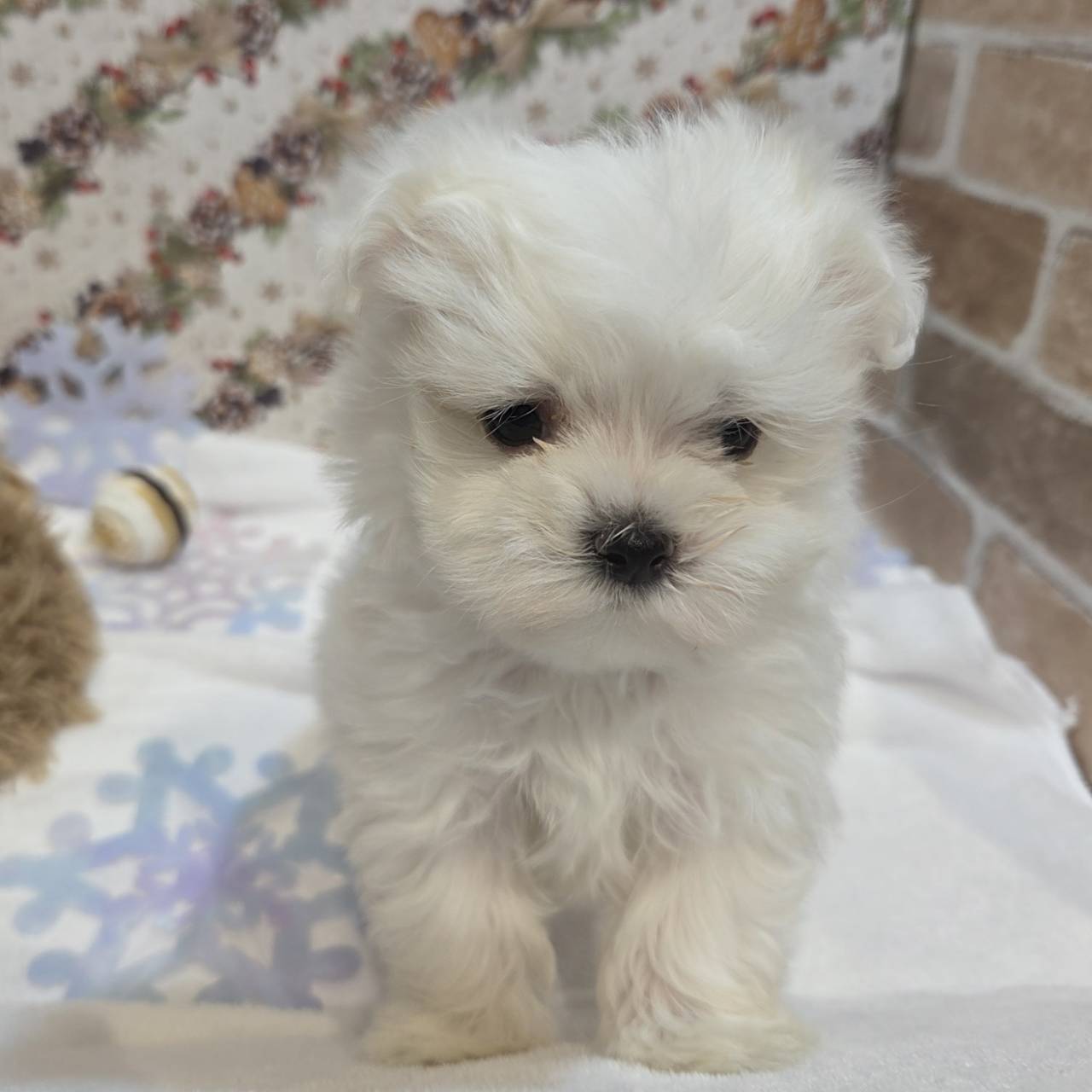 長野県のマルチーズ (犬の家＆猫の里カインズ梓川店/2025年10月21日生まれ/女の子/ホワイト)の子犬の4枚目の画像