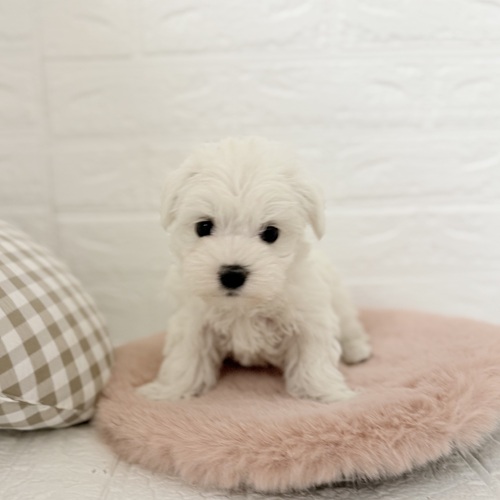 愛知県のシュナマル/マルシュナ(シュナウザー×マルチーズ) (犬の家＆猫の里豊川インター店/2025年10月20日生まれ/女の子/ホワイト)の子犬の4枚目の画像