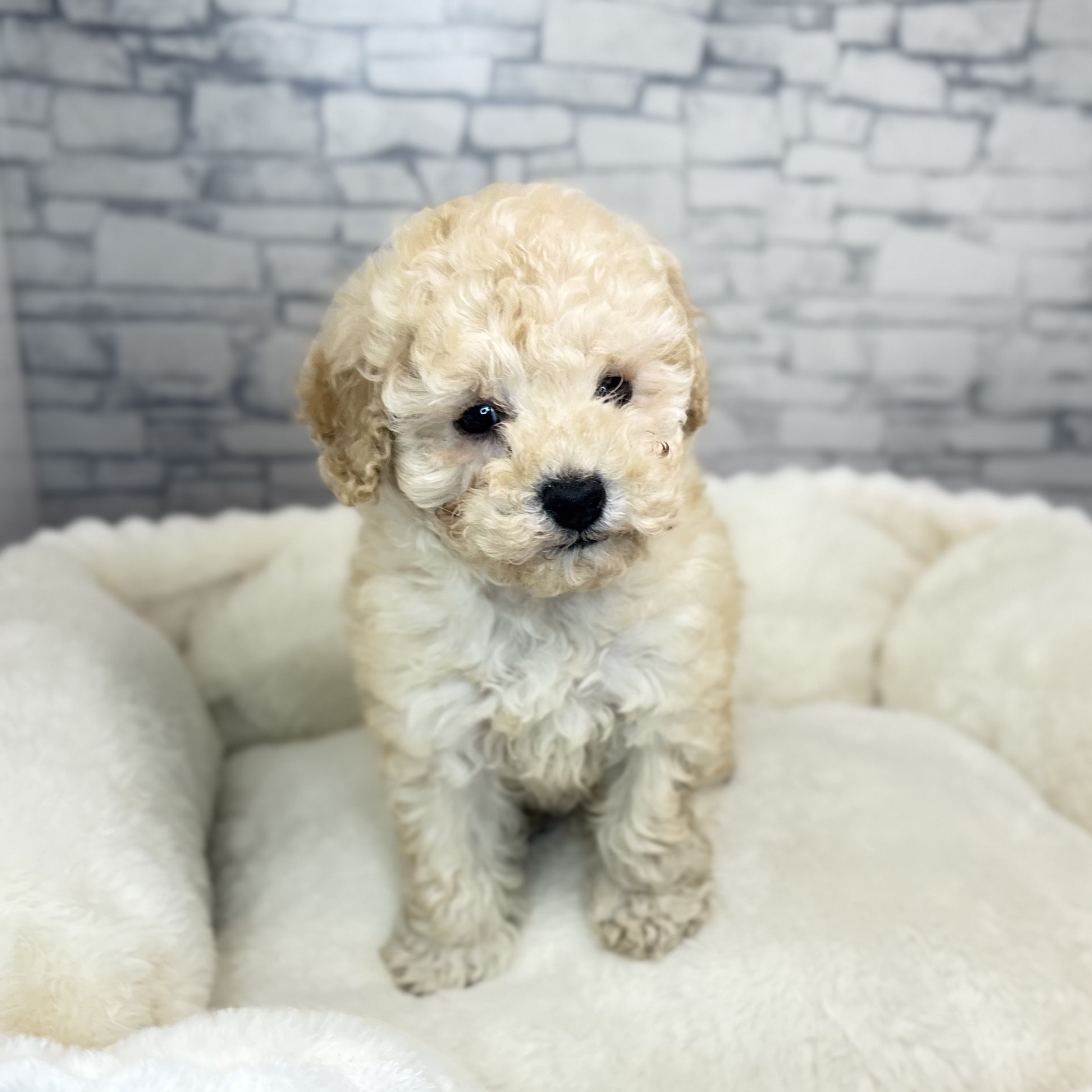 トイプードル男の子の写真