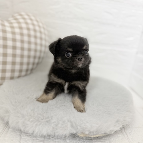 愛知県のチワワ(ロング) (犬の家＆猫の里豊川インター店/2025年10月20日生まれ/男の子/ブラックタンホワイト)の子犬の4枚目の画像