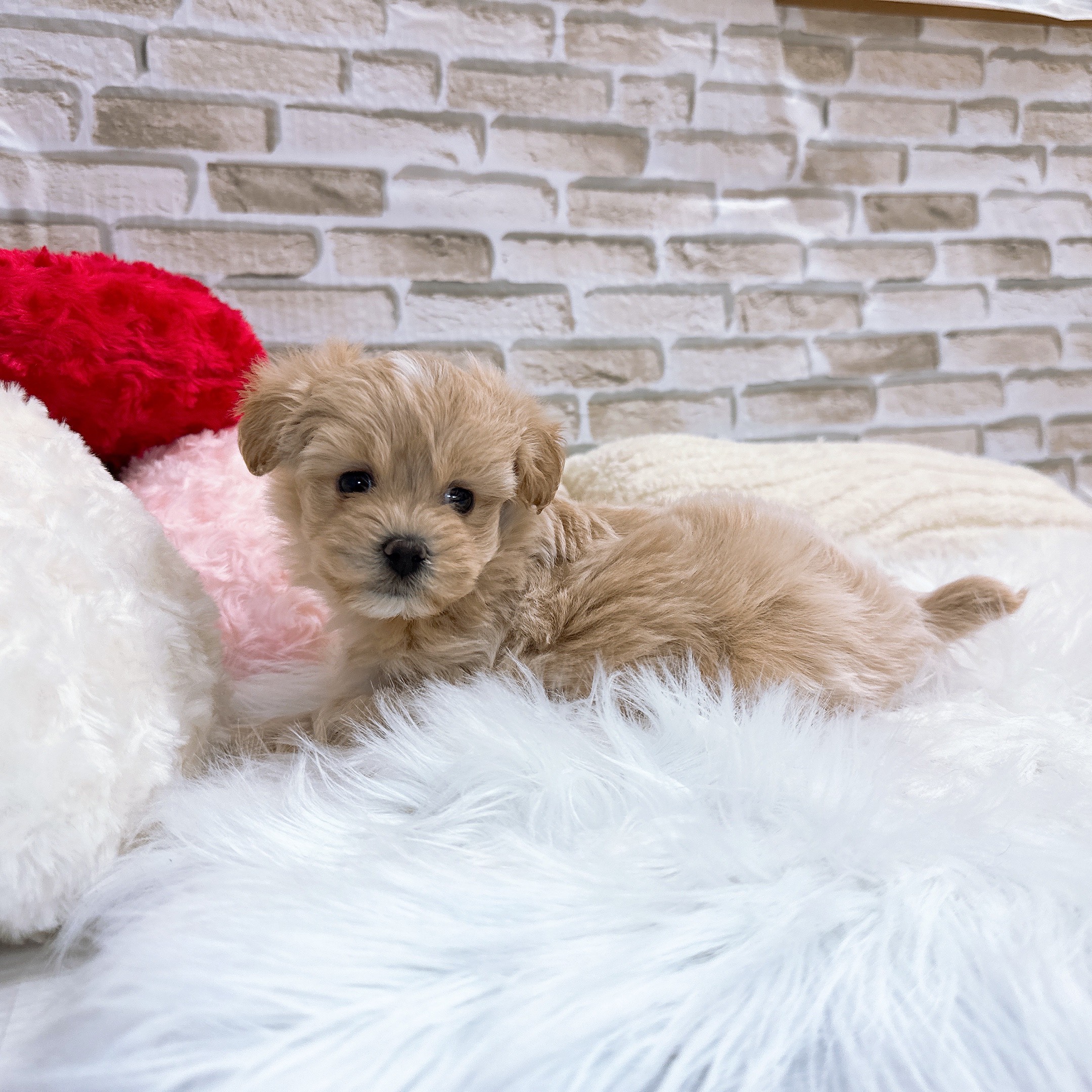 神奈川県のマルプー(マルチーズ×プードル) (犬の家＆猫の里モザイクモール港北店/2025年10月21日生まれ/女の子/クリームホワイト)の子犬の4枚目の画像