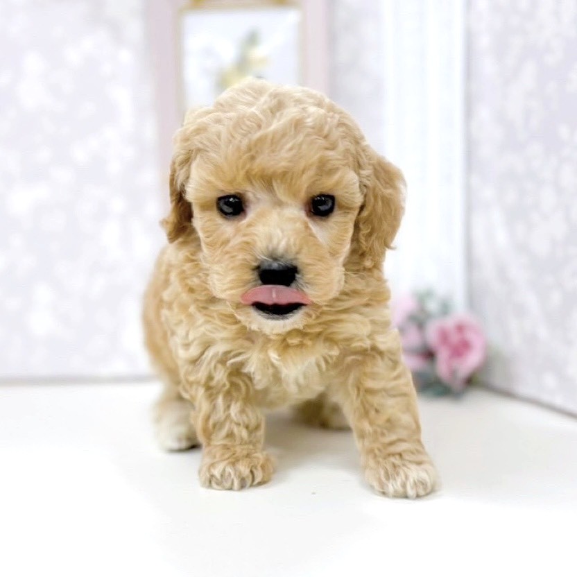 富山県のトイプードル(トイ) (犬の家＆猫の里アミーゴ高岡蓮花寺店/2025年10月21日生まれ/男の子/クリーム)の子犬の4枚目の画像