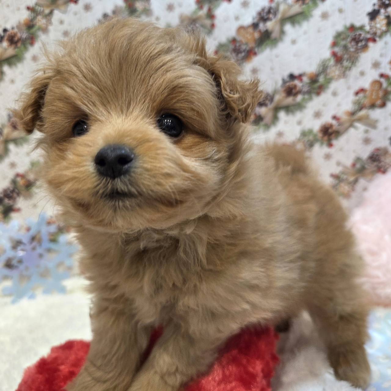 長野県のポメプー(ポメラニアン×プードル) (犬の家＆猫の里カインズ梓川店/2025年10月19日生まれ/男の子/オレンジ)の子犬の4枚目の画像