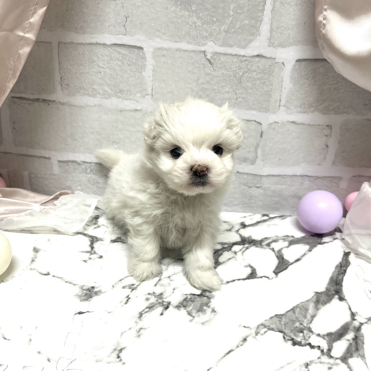 愛知県のマルズー/マルシーズ(マルチーズ×シーズー) (犬の家＆猫の里岡崎店/2025年10月19日生まれ/女の子/ホワイト)の子犬の4枚目の画像