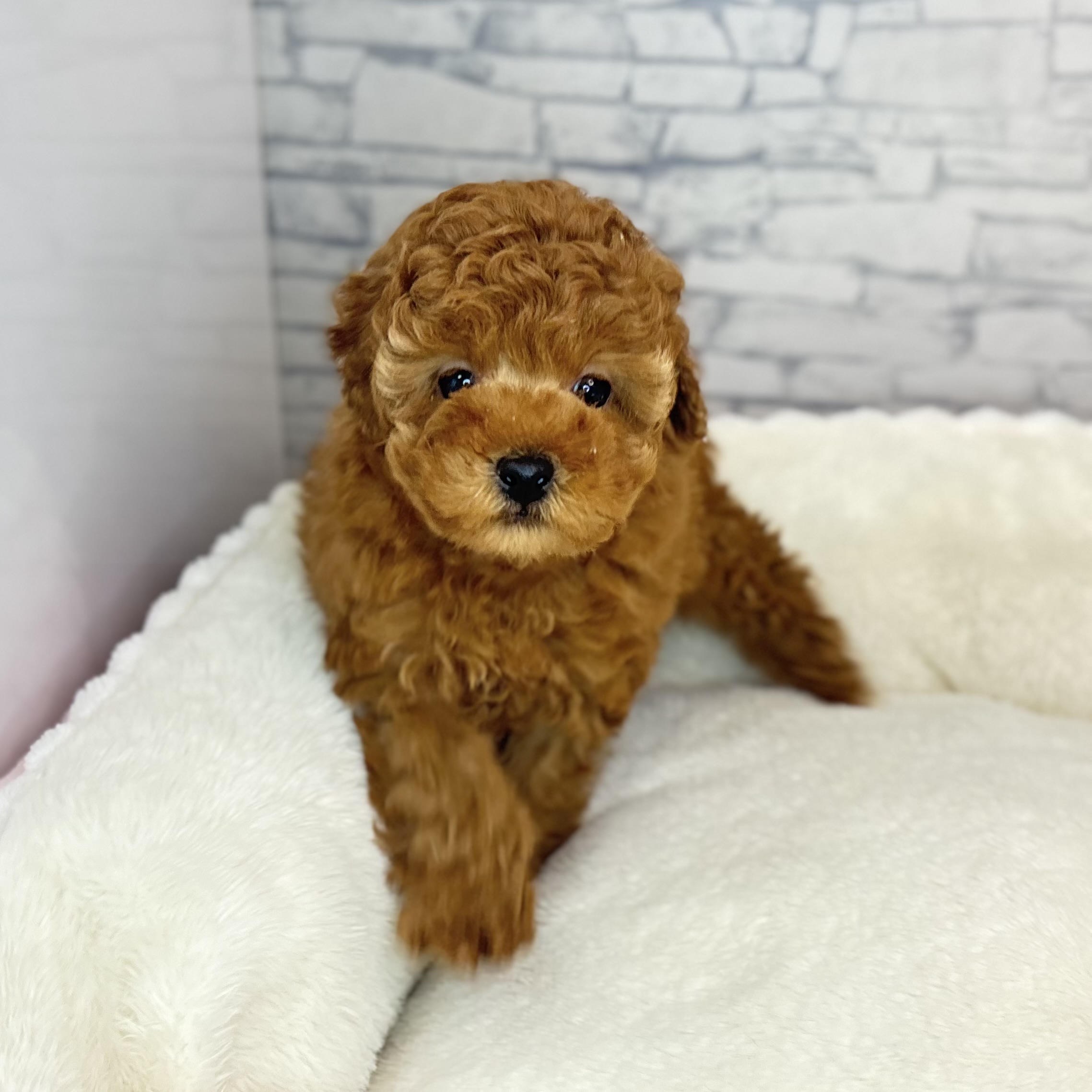 長野県のトイプードル(トイ) (犬の家＆猫の里長野店/2025年10月21日生まれ/男の子/レッドフォーン)の子犬の4枚目の画像