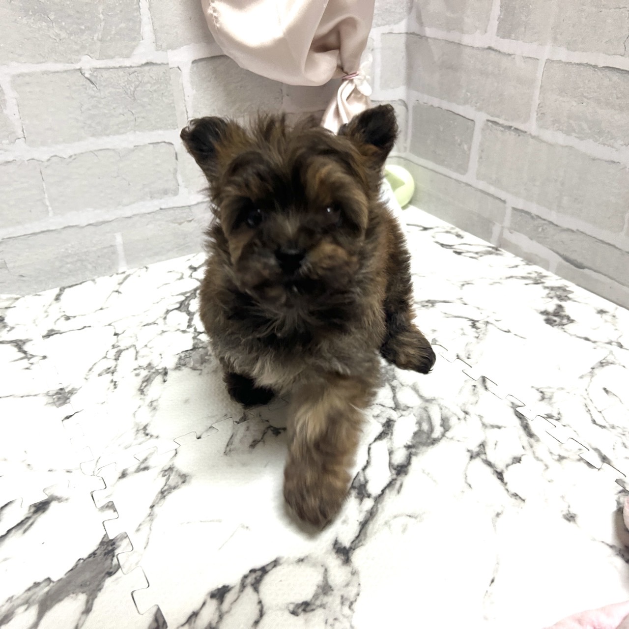 愛知県のチワプー/プーチー(チワワ×プードル) (犬の家＆猫の里岡崎店/2025年10月20日生まれ/男の子/チョコレートセーブル)の子犬の4枚目の画像