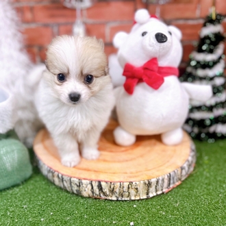 神奈川県のポメチワ/チワポメ/ポメチー(ポメラニアン×チワワ) (犬の家＆猫の里小田原店/2025年10月20日生まれ/女の子/パーティーカラー)の子犬の4枚目の画像
