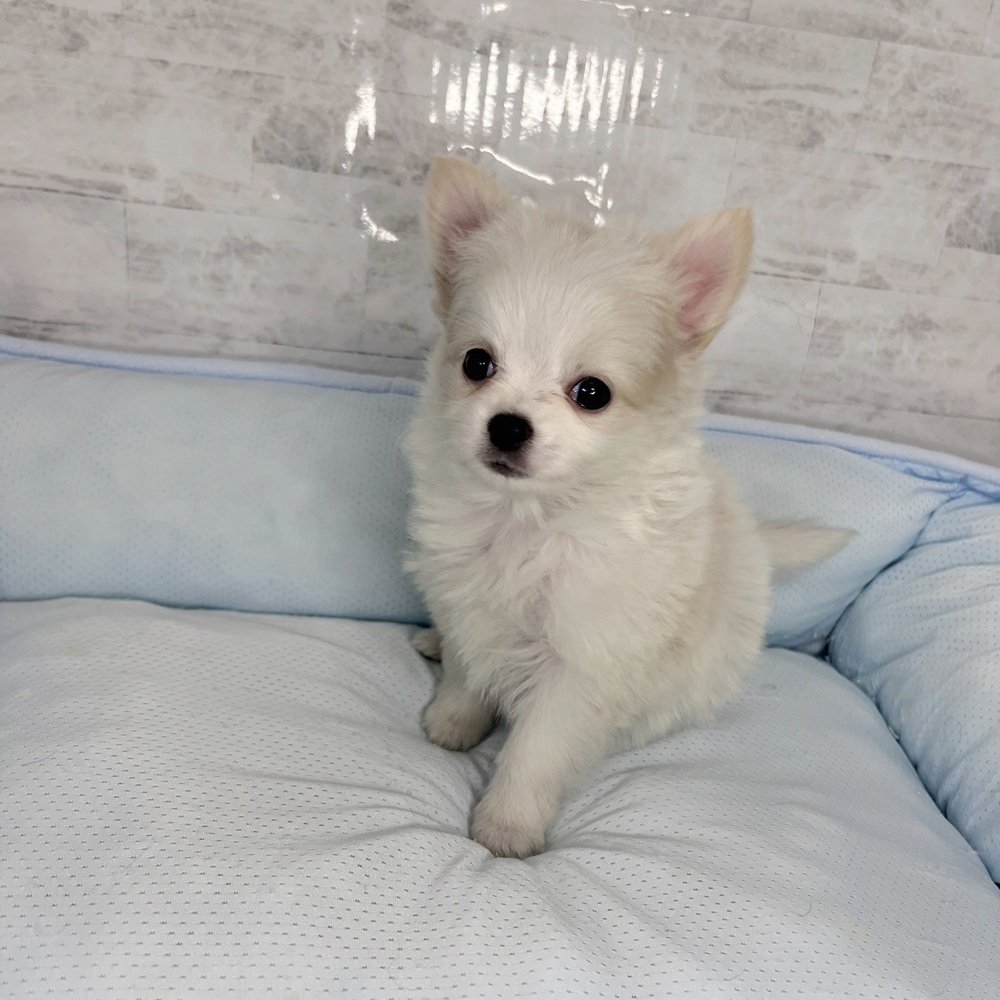 長野県のポメチワ/チワポメ/ポメチー(ポメラニアン×チワワ) (犬の家＆猫の里塩尻店/2025年10月20日生まれ/女の子/ホワイトクリーム)の子犬の4枚目の画像