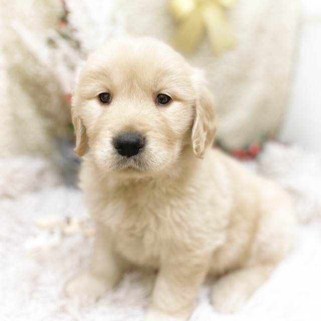 静岡県のゴールデンレトリバー (犬の家＆猫の里藤枝店/2025年10月19日生まれ/男の子/ゴールデン)の子犬の1枚目の画像