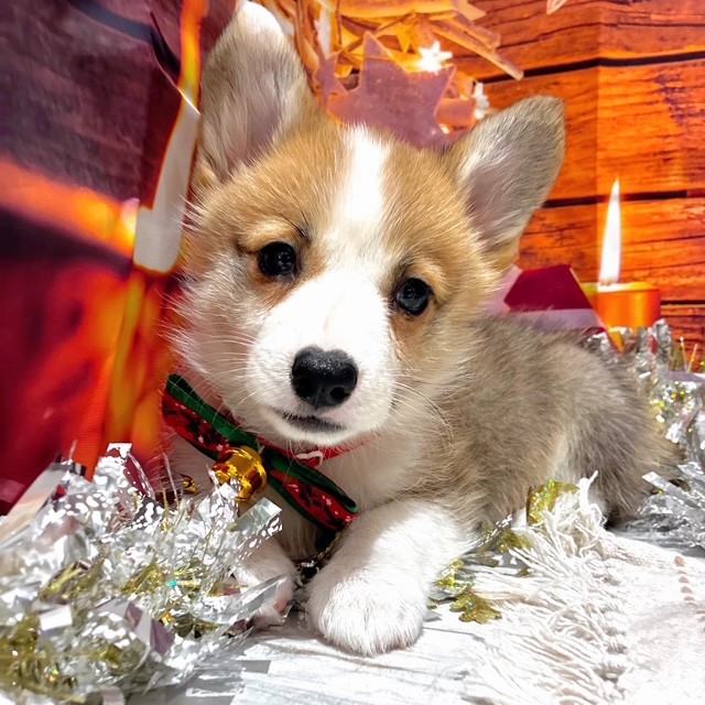 福岡県のウェルシュコーギーペンブローク (犬の家＆猫の里トリアス久山店/2025年10月20日生まれ/女の子/レッドホワイト)の子犬の4枚目の画像